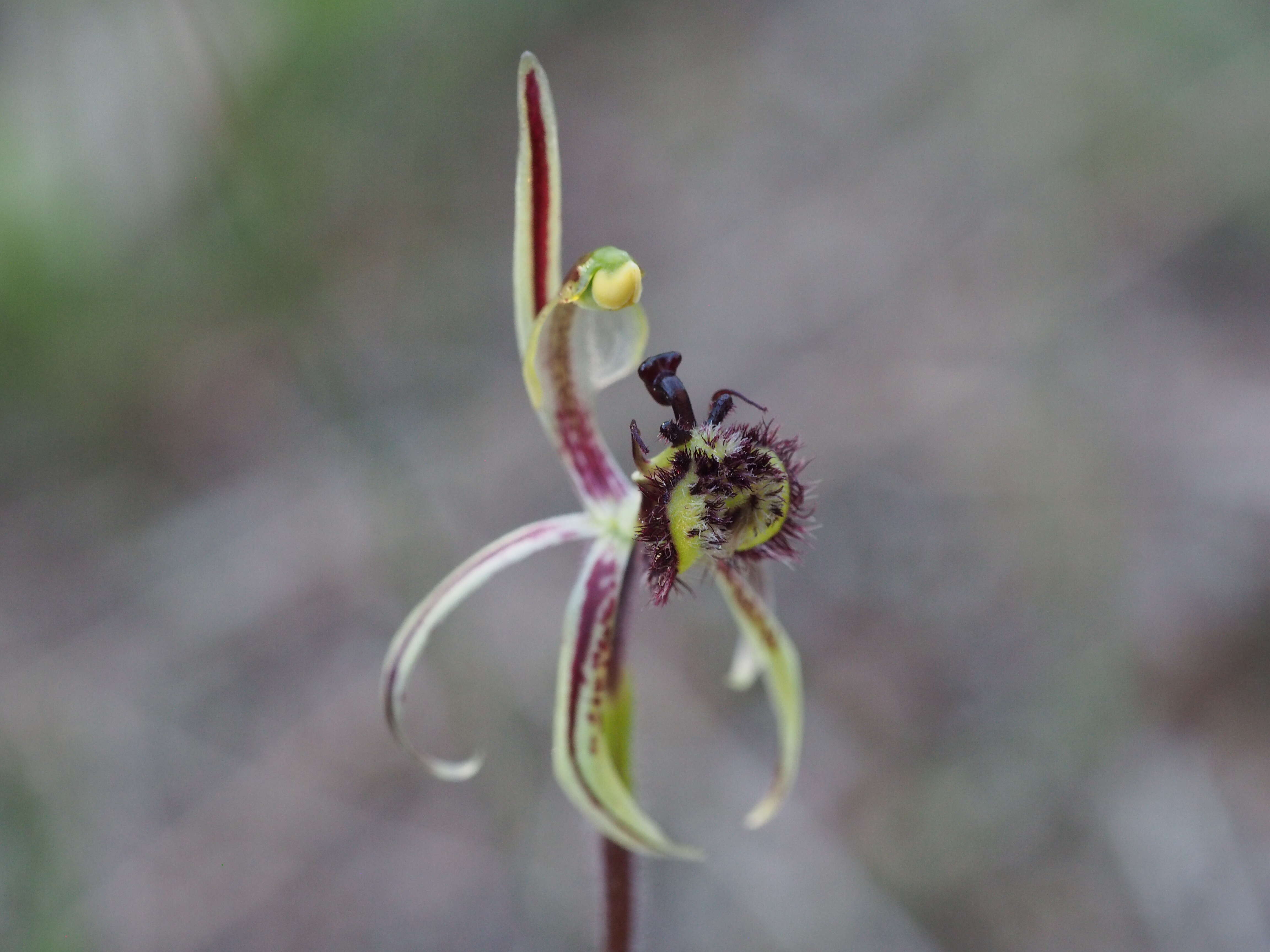 Image of Common dragon orchid