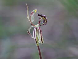 Image of Common dragon orchid