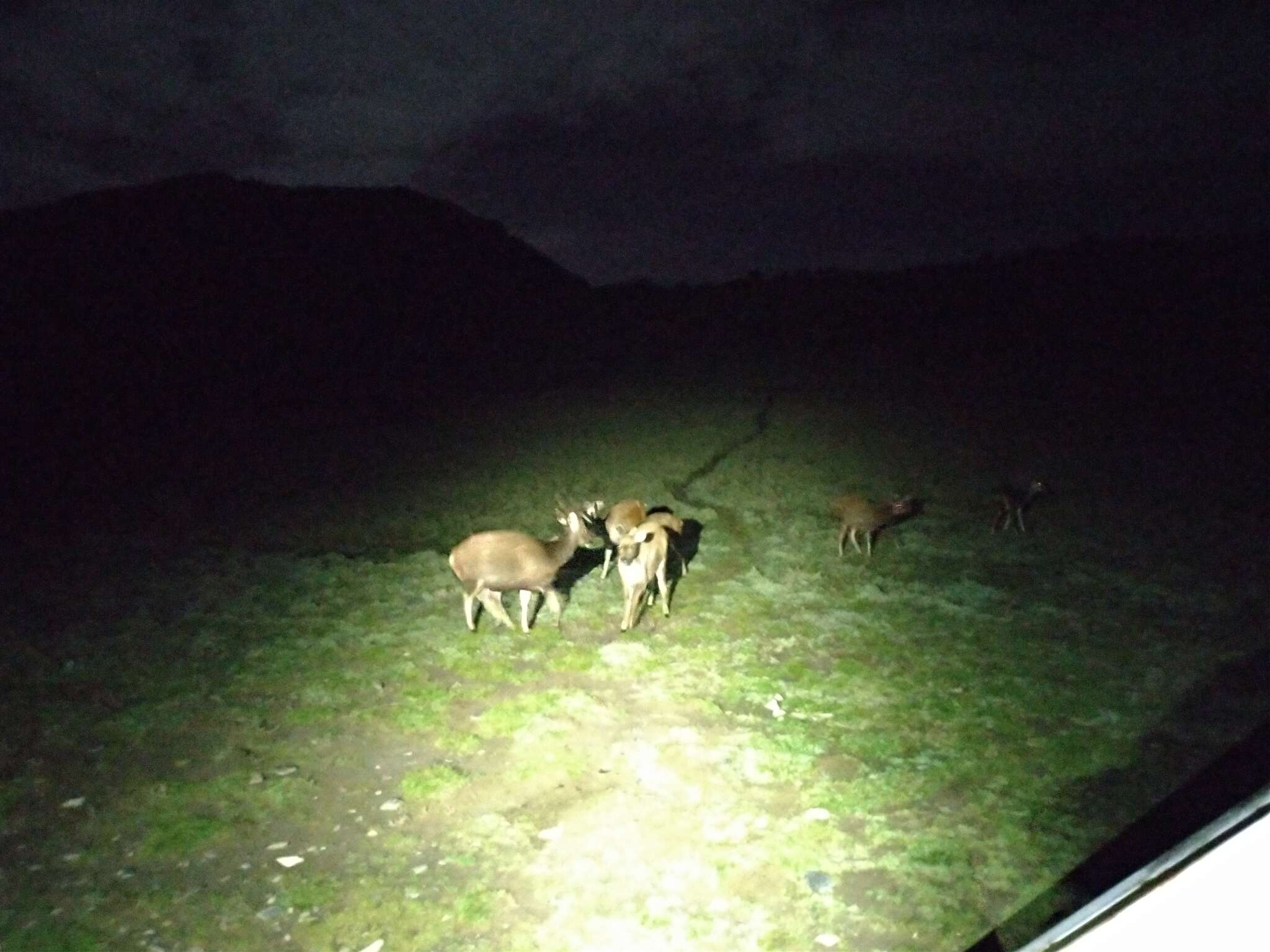 Image of Formosan sambar deer