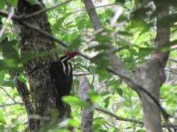 Image of Pale-billed Woodpecker