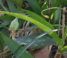 Image of dimpled troutlily