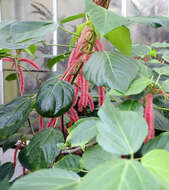 Imagem de Acalypha hispida Burm. fil.