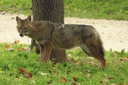 Image of Syrian jackal