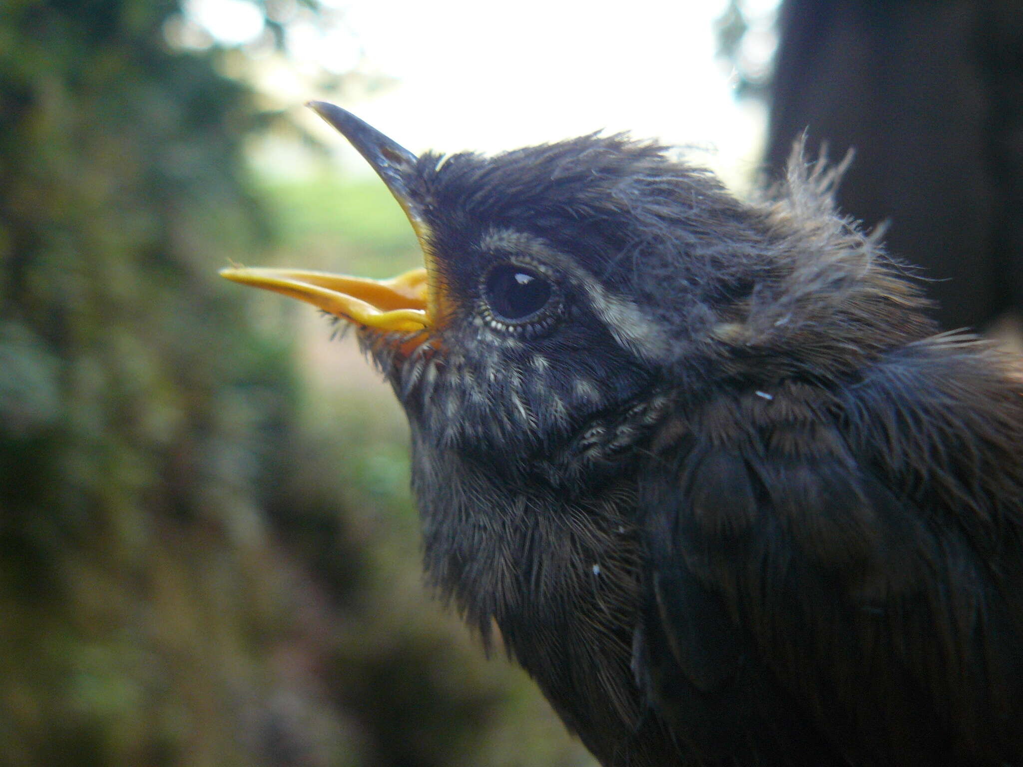 Image of Gray-breasted Wood-Wren