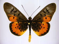 صورة <i>Acraea <i>egina</i></i> egina