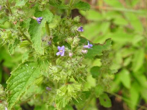 Image of Pignut