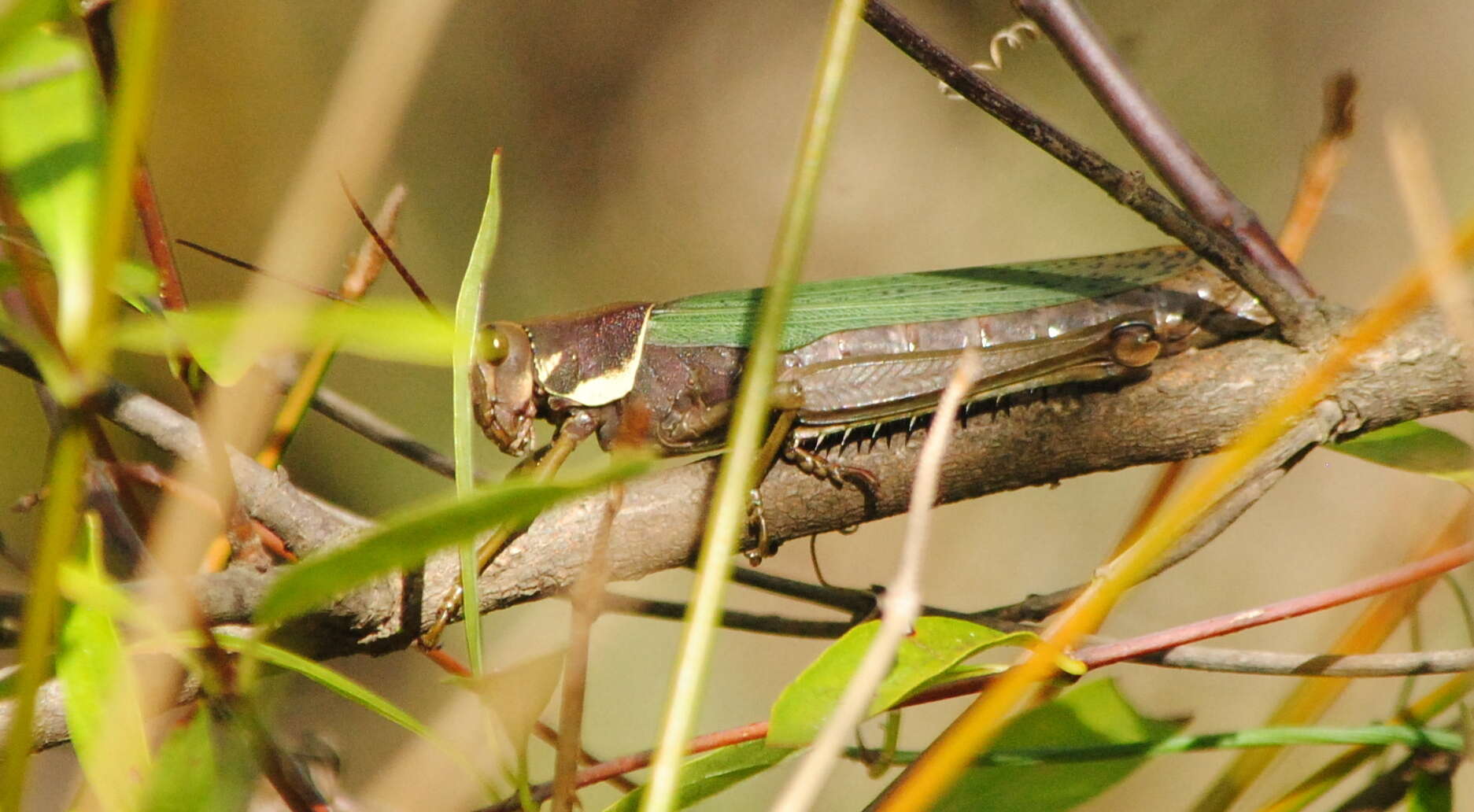 Image of Coryacris angustipennis (Bruner & L. 1900)