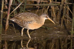 Image of Clapper Rail