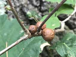 Image of Round Bullet Gall Wasp