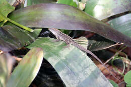 Image of Aechmea chantinii (Carrière) Baker