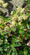 Image of Alchemilla saxatilis Buser