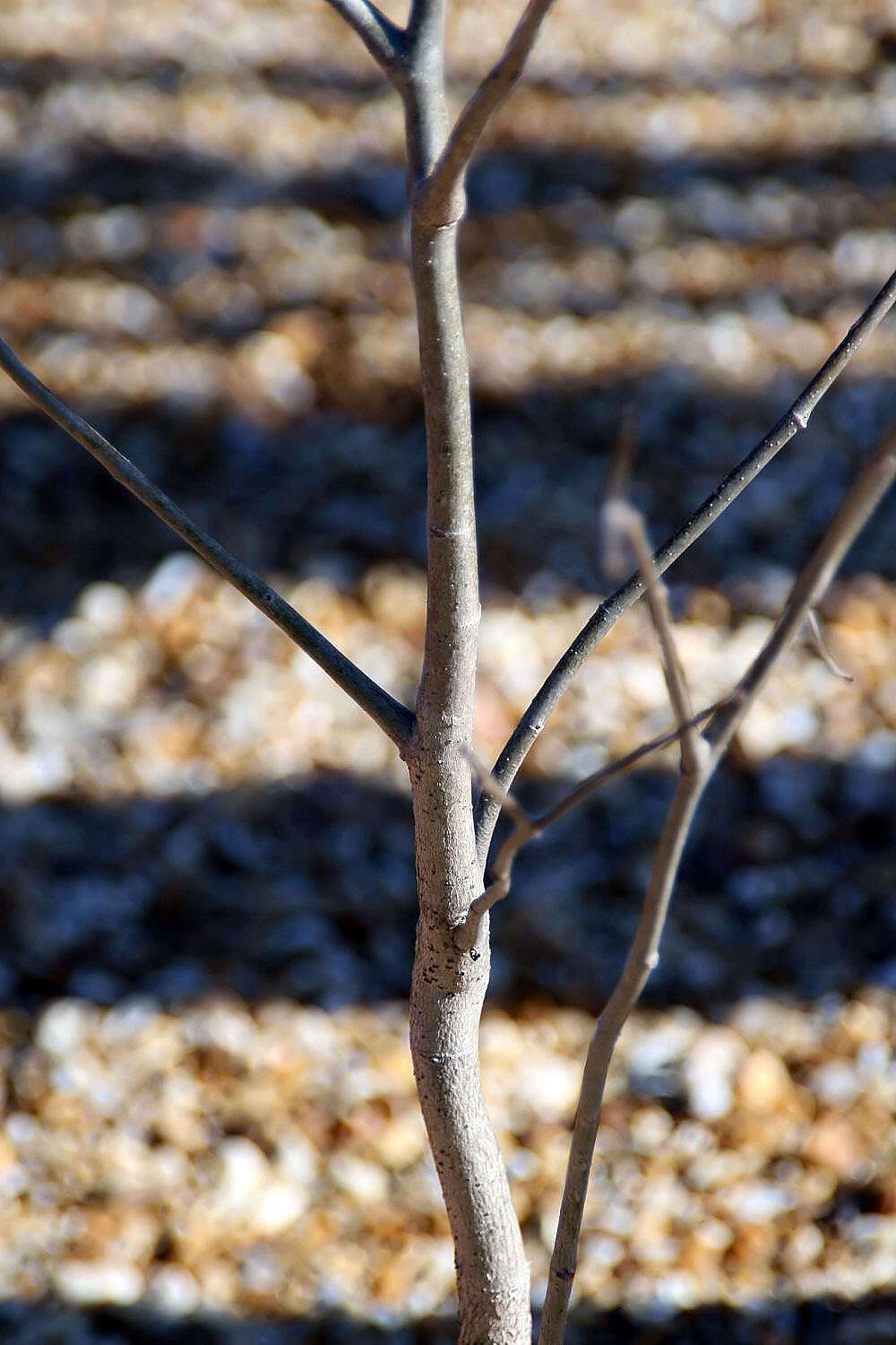 Image of Fony baobab