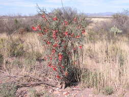 Image of Lessertia frutescens subsp. microphylla