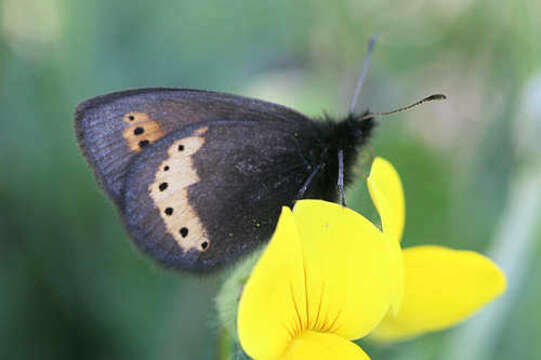 Image of Yellow-banded Ringlet