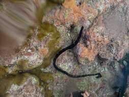 Image of Flat-tail Sea Snake