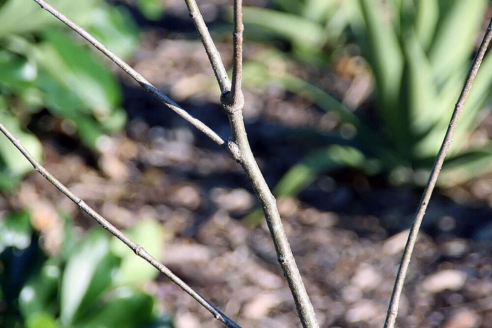 Image de Adansonia grandidieri Baill.