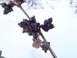 Imagem de Symphoricarpos occidentalis Hook.