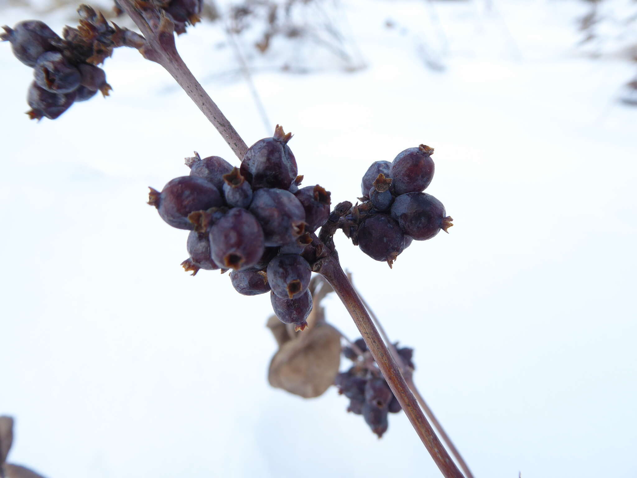 Image of western snowberry