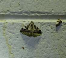 Agrioglypta itysalis Walker 1859 resmi