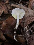 Слика од Hygrophorus discoxanthus (Fr.) Rea 1908