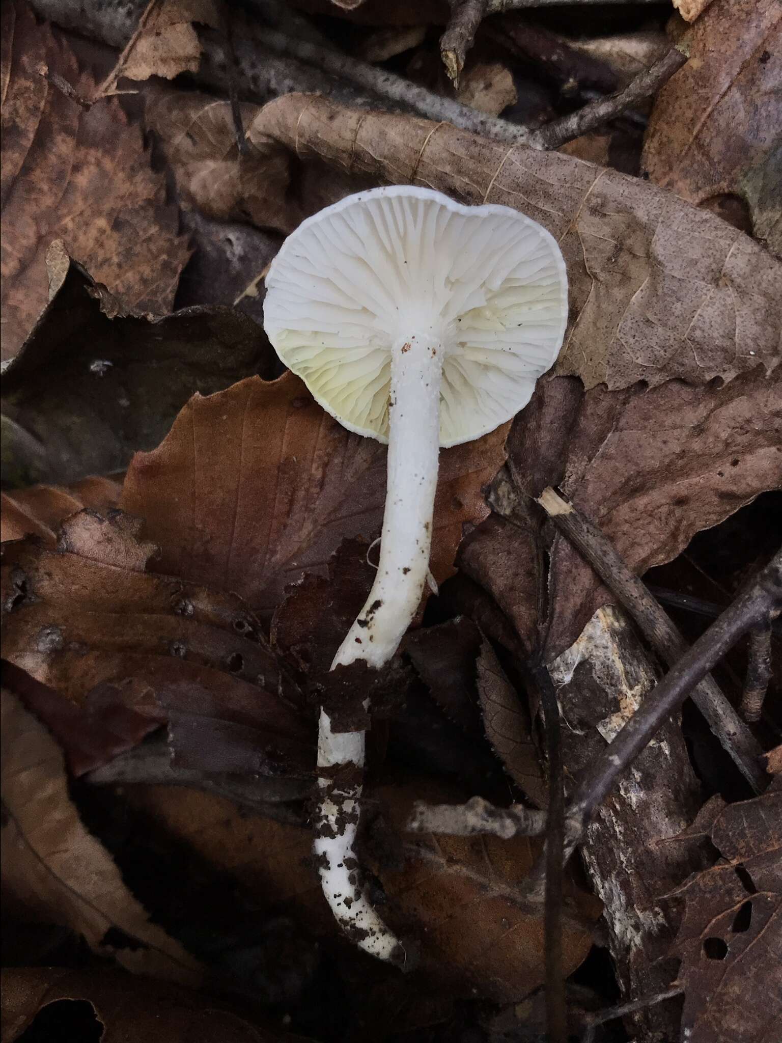 Image of Hygrophorus discoxanthus (Fr.) Rea 1908