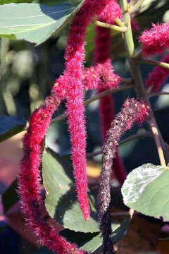 Imagem de Acalypha hispida Burm. fil.