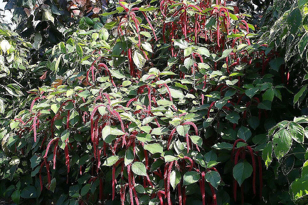 Imagem de Acalypha hispida Burm. fil.