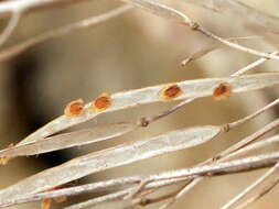 Image of Arabis stellulata Bertol.