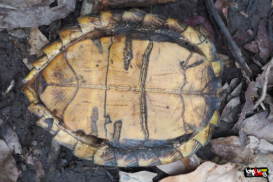 Image of Oldham’s Leaf Turtle