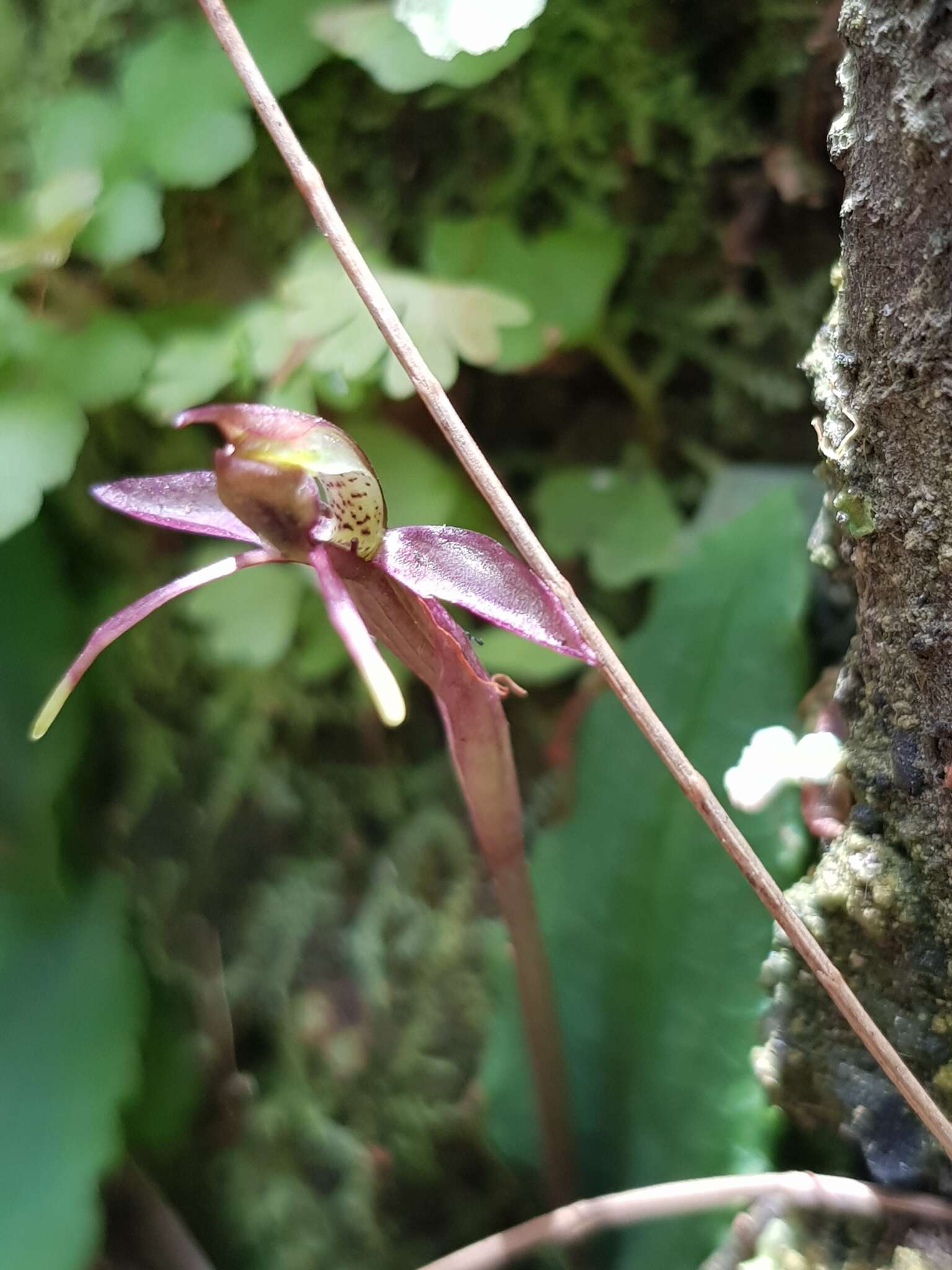 Image of Small wasp orchid