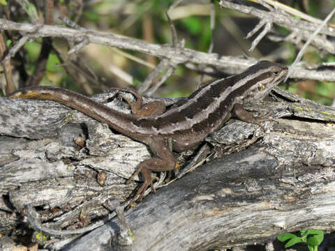 Image of Schroeder's Tree Iguana