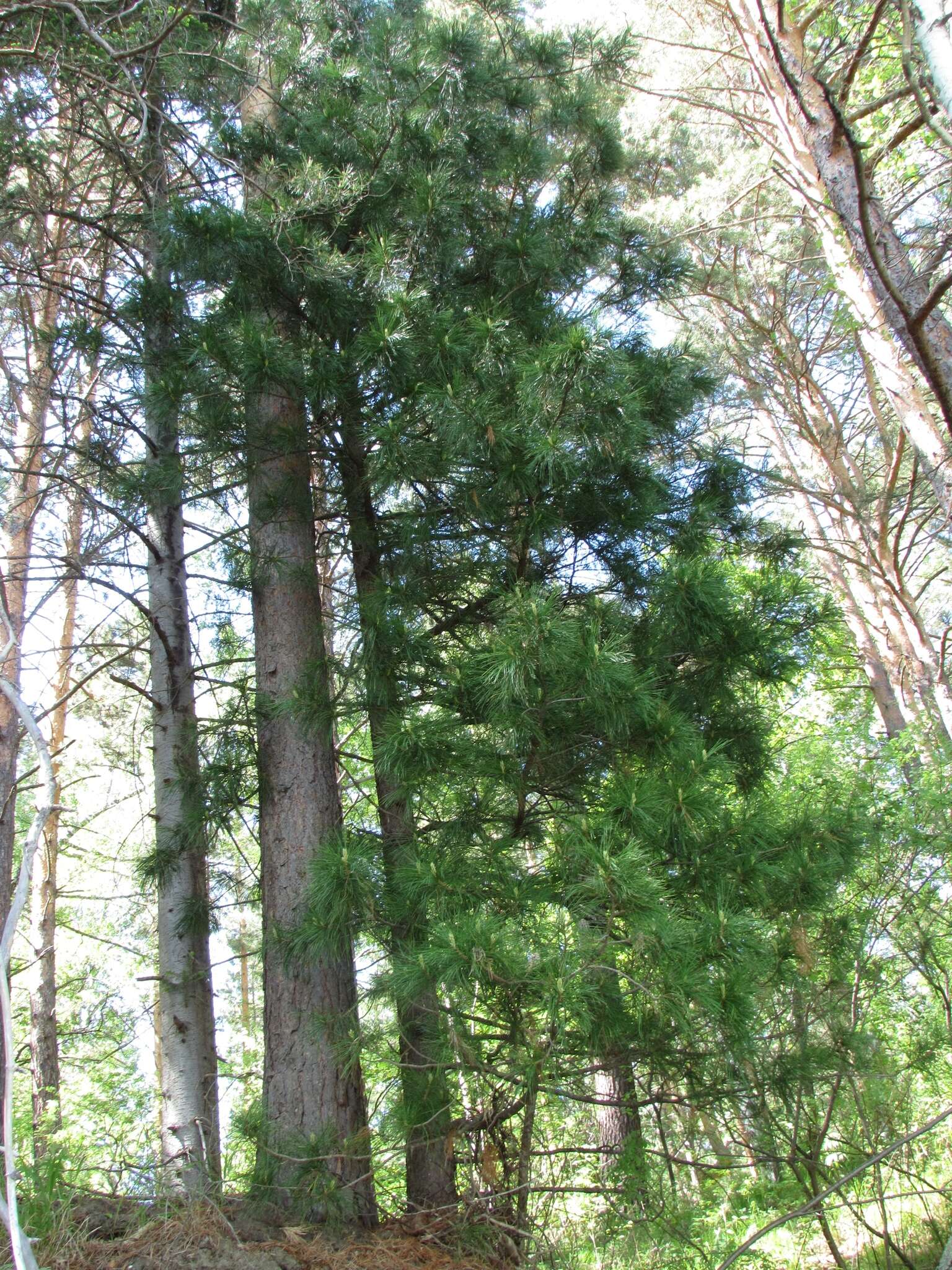 Image of Siberian pine