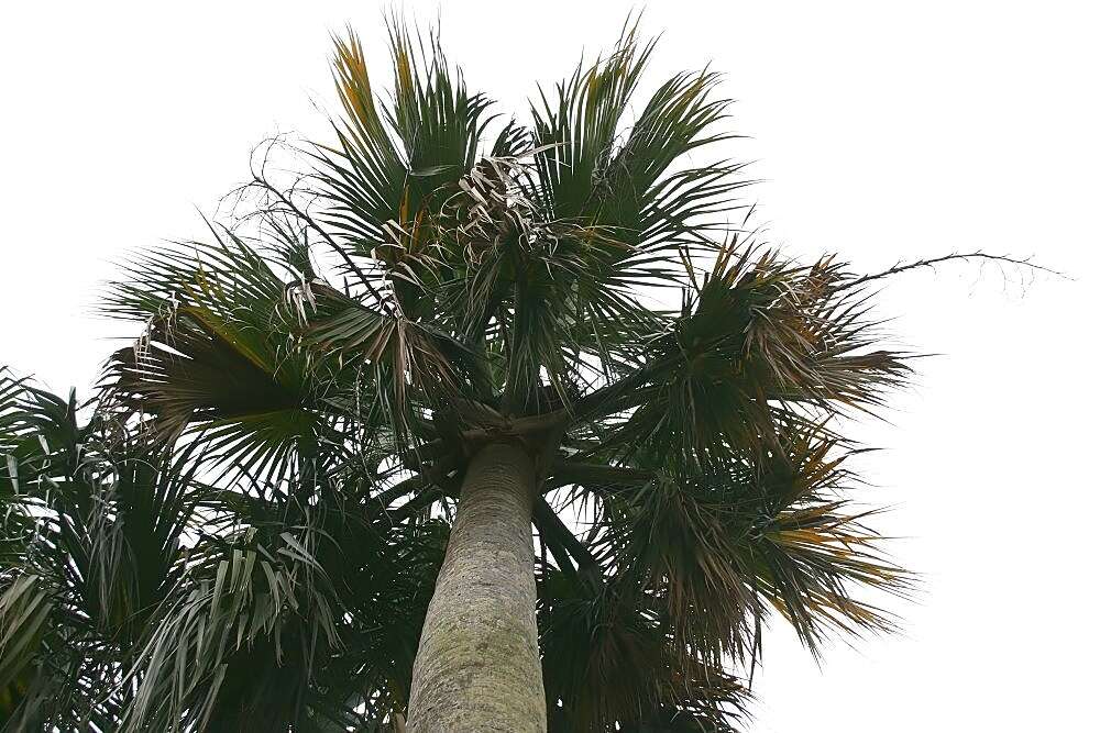 Image of Puerto Rico palmetto