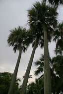 Image of Puerto Rico palmetto