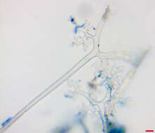 Image of Erysiphe extensa (Cooke & Peck) U. Braun & S. Takam. 2000