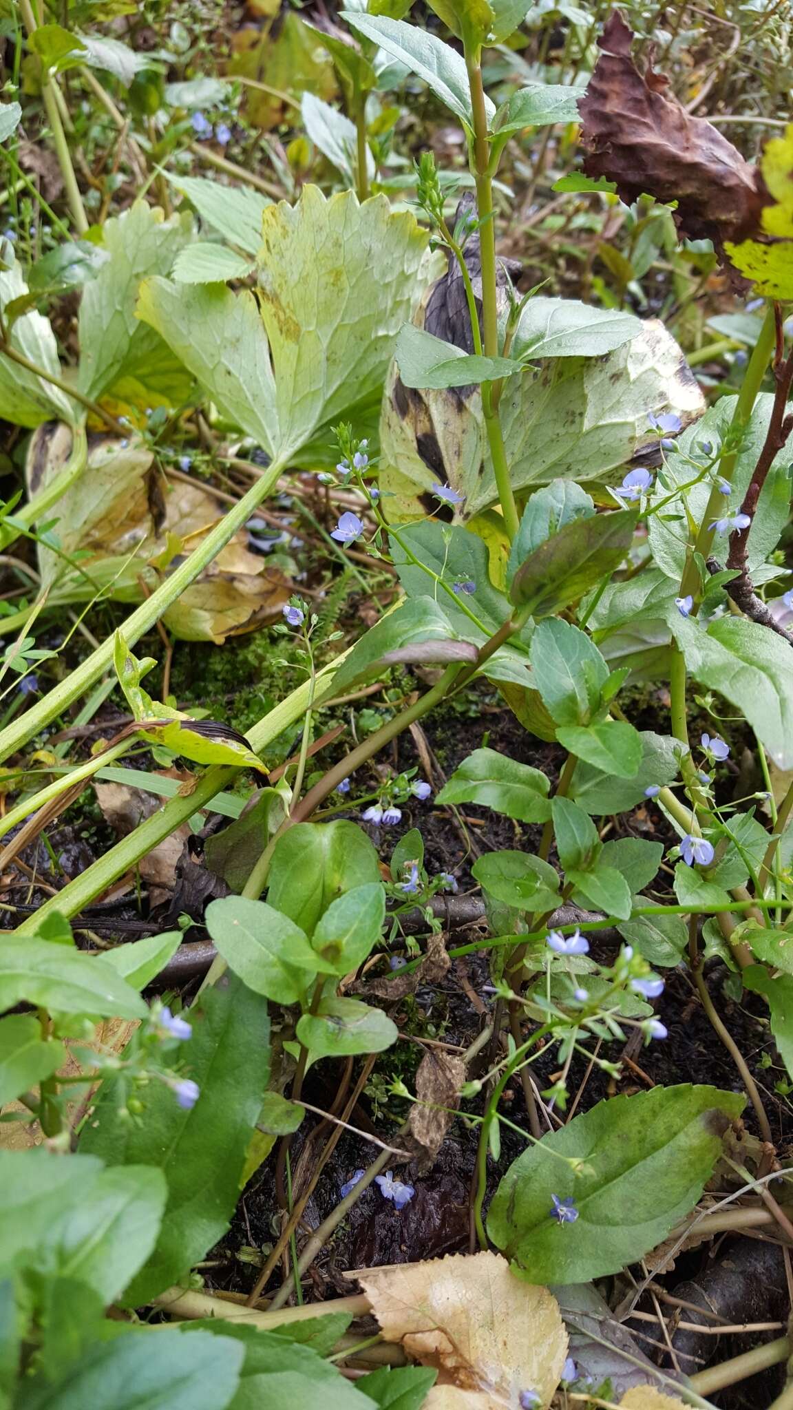 Image of American speedwell