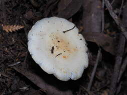 Image of Russula albolutescens McNabb 1973