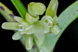 Plancia ëd Epidendrum pseudoramosum Schltr.