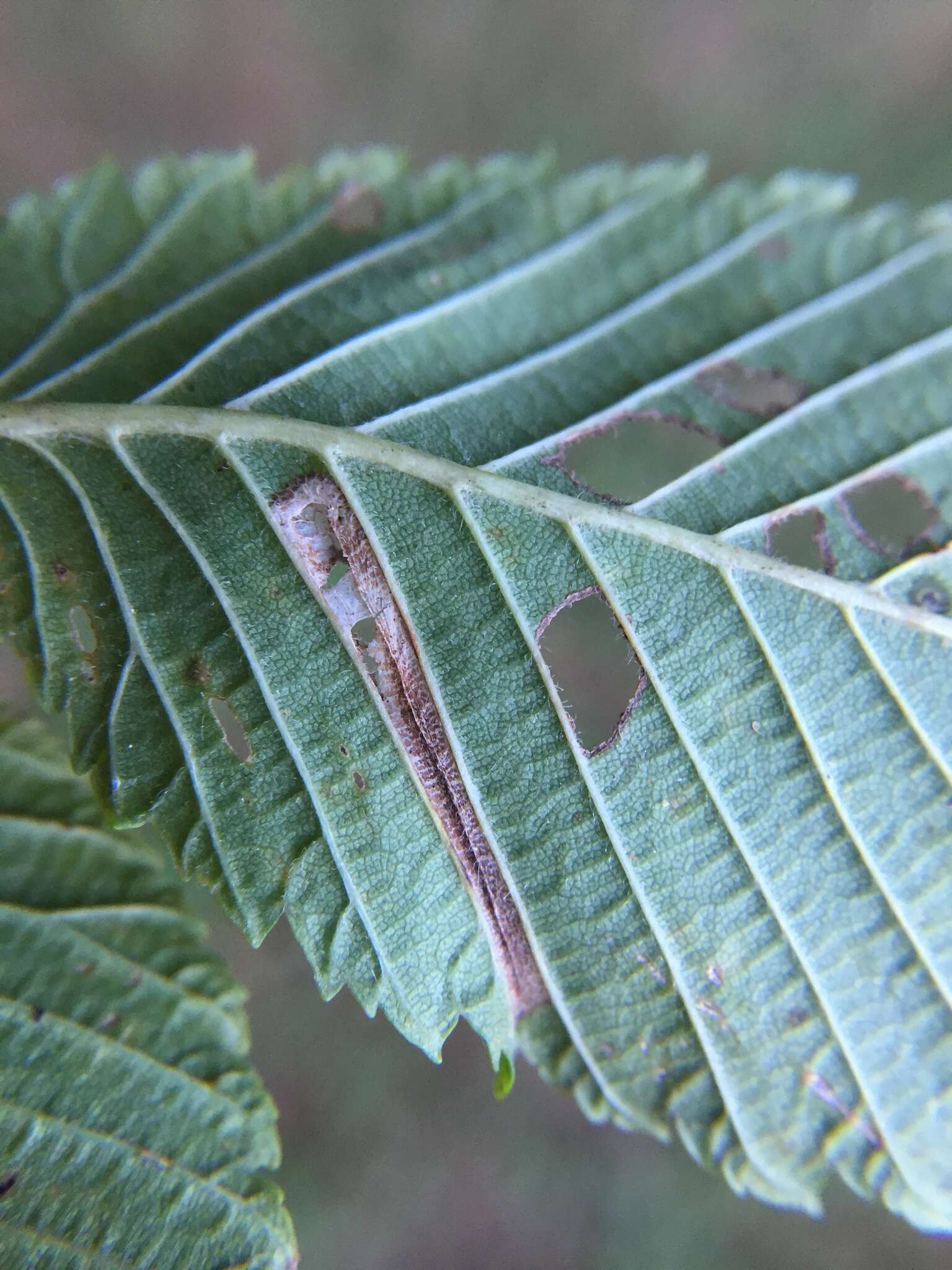 Image of Phyllonorycter argentinotella (Clemens 1859)