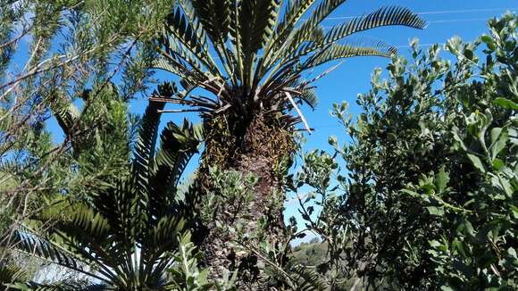 Image of Suurberg Cycad