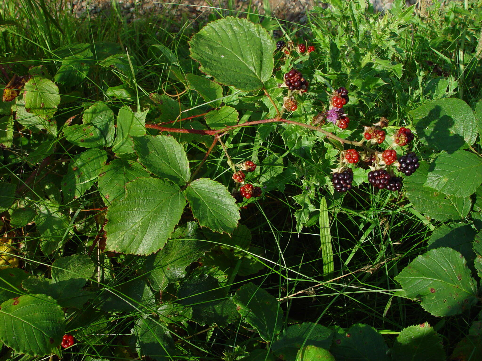 Image de Rubus silurum (Ley) W. C. R. Watson