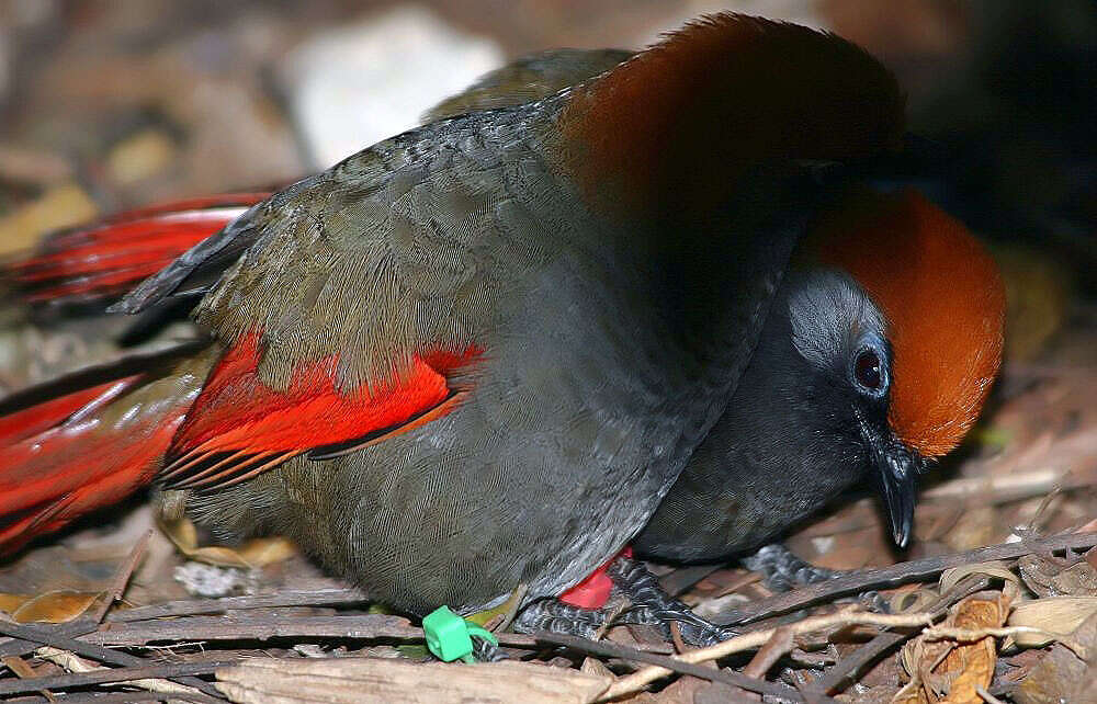 Image of Red-tailed Laughingthrush