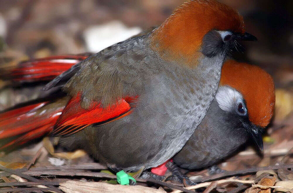 Image of Red-tailed Laughingthrush