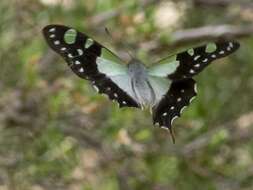 Слика од Graphium macleayanus (Leach 1814)