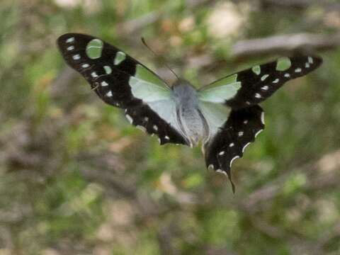 Слика од Graphium macleayanus (Leach 1814)