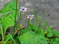 Image of eastern blue-eyed grass