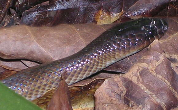 Image of Coelognathus subradiatus (Schlegel 1837)