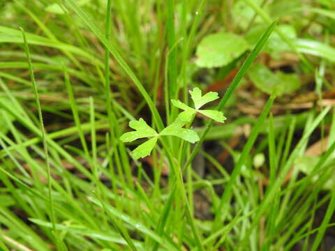 Image of Hydrocotyle paludosa A. R. Bean