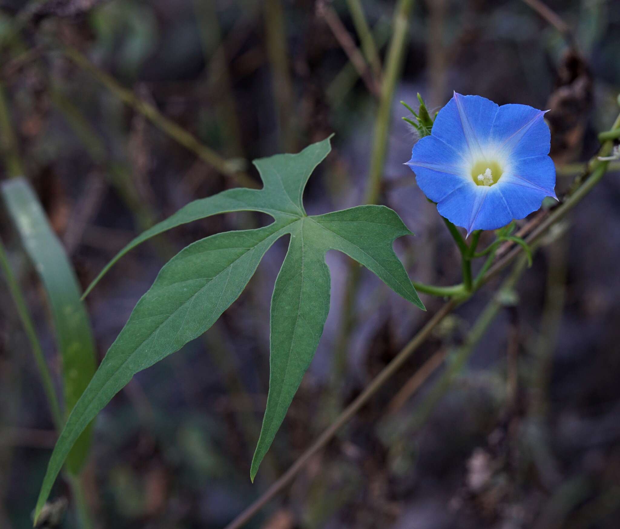 Image de Ipomoea barbatisepala A. Gray