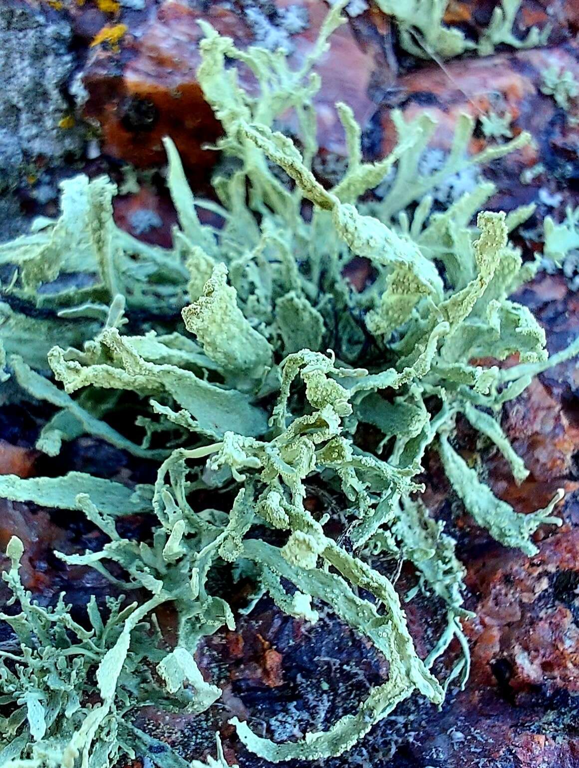 Image of cartilage lichen